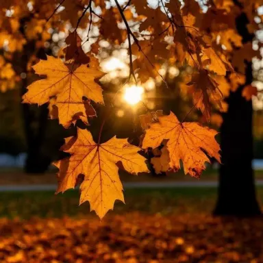 Autumn cover art