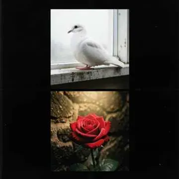 We Are One (Your Flower, My Dove) cover art
